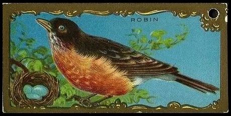 20 Robin